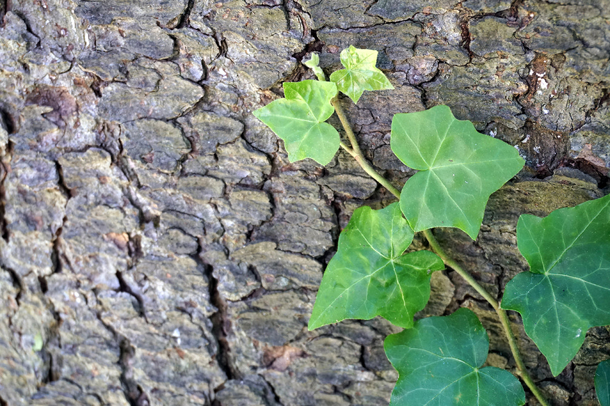 Free Ivy Vine Climbing Tree Bark Stock Photography