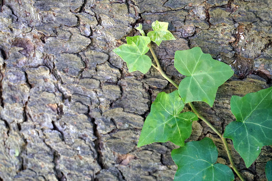 Free Ivy Vine Climbing Tree Bark Stock Photography