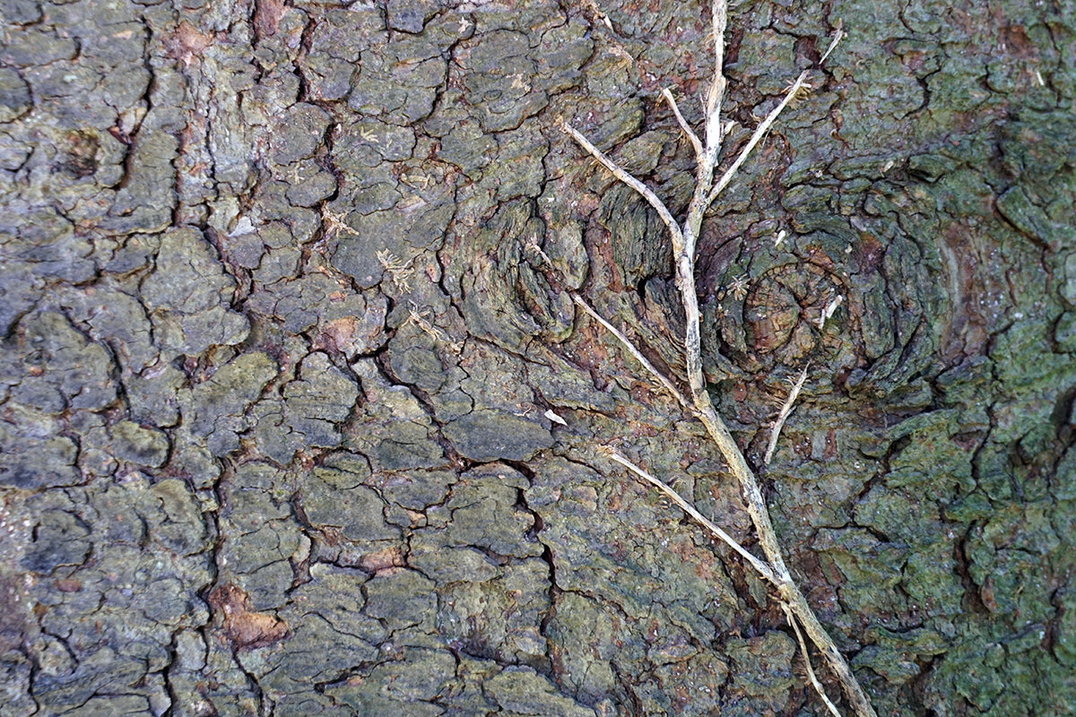 Free Twig on Rugged Tree Bark Stock Photography