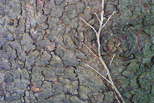 Free Twig on Rugged Tree Bark Stock Photography