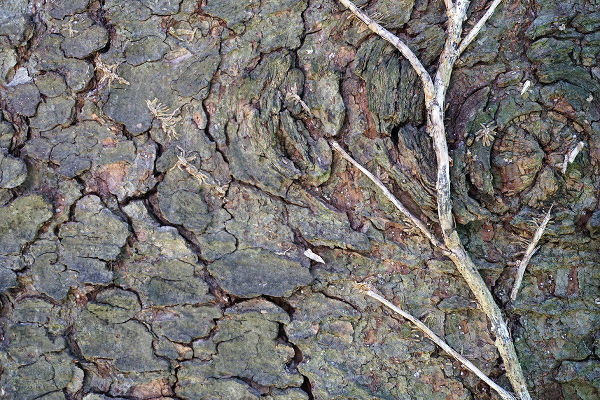 Free Close-Up of Tree Knots and Bark Stock Photography