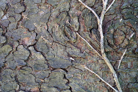 Free Close-Up of Tree Knots and Bark Stock Photography