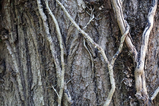 Free Tree Bark with Twisting Vines Stock Photography