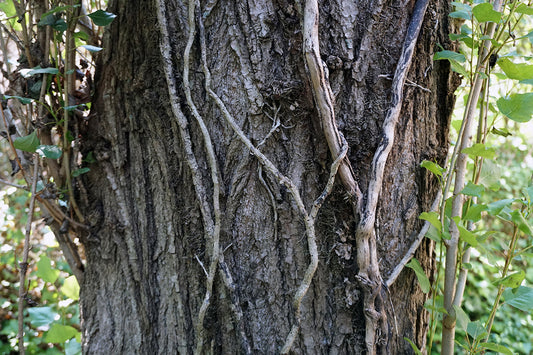 Free Ivy Growing on Tree Bark Stock Photography