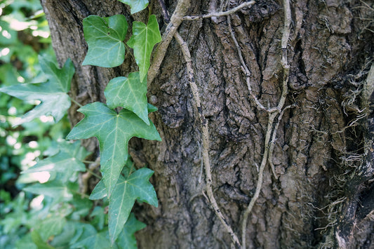 Free Ivy and Thin Vines on Tree Bark Stock Photography