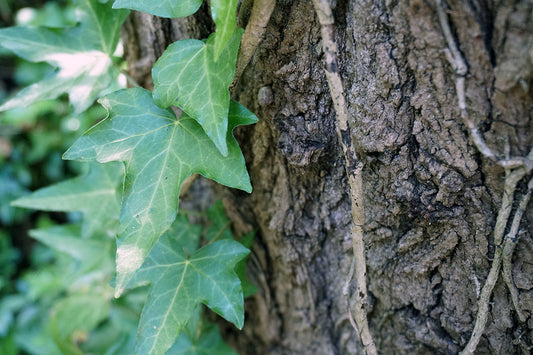 Free Green Ivy on Tree Trunk Stock Photography