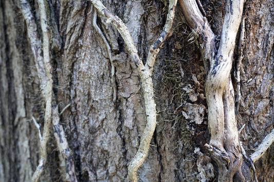 Free Close-Up of Vine-Covered Tree Bark Stock Photography