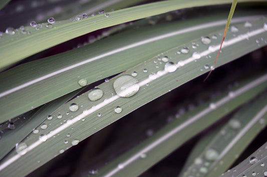 Free Water Droplets on Grass Blades Stock Photography