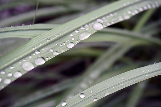 Free Rain Drops on Green Grass Stock Photography