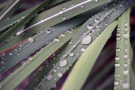 Free Rain Covered Grass Blades Stock Photography