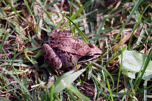Free Camouflaged Frog in Grass Stock Photography