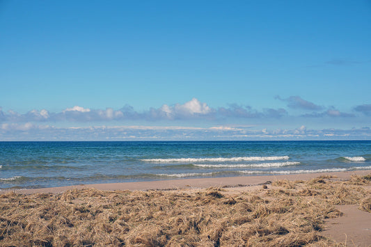 Free Lake Michigan Shoreline with Dried Beach Grass Stock Photography