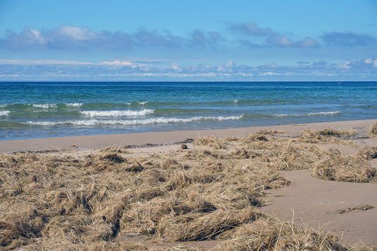 Free Shoreline with Washed-Up Grass and Gentle Waves Stock Photography