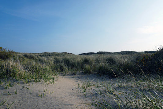Free Sand Dunes and Beach Grass Stock Photography