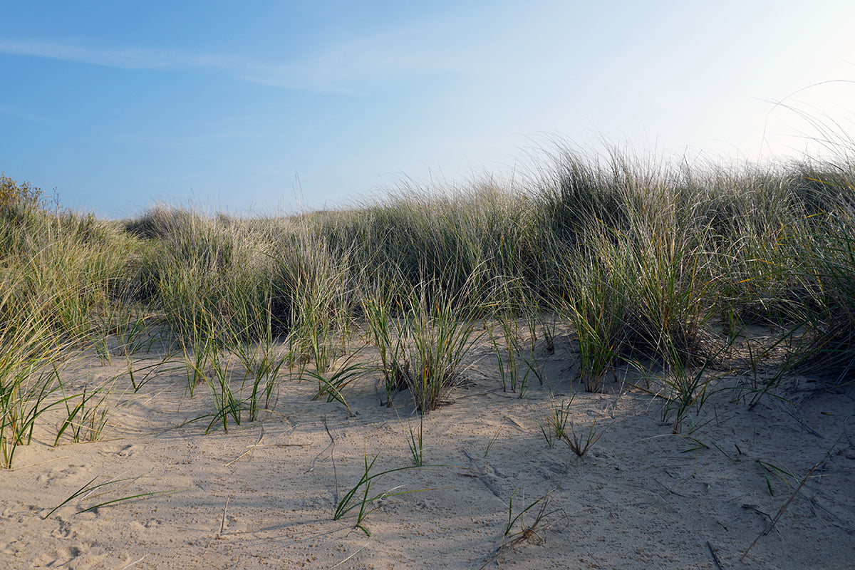 Free Beach Dune Grasses in the Sun Stock Photography