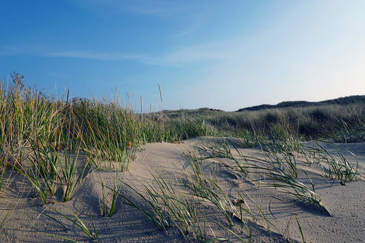 Free Windswept Dunes and Grass Stock Photography