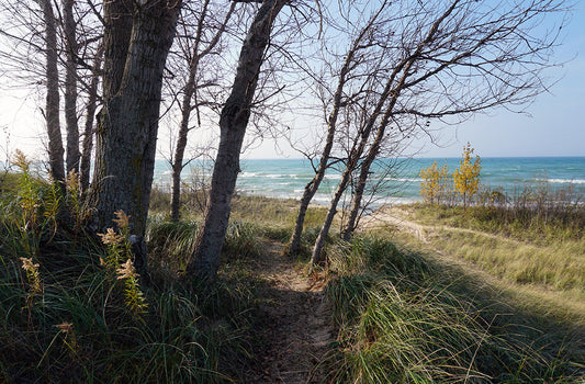 Free Trees Framing Lake Michigan View Stock Photography