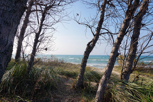Free Windswept Dunes and Trees by Lake Stock Photography