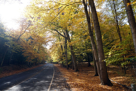 Free Autumn Road Through the Forest Stock Photography