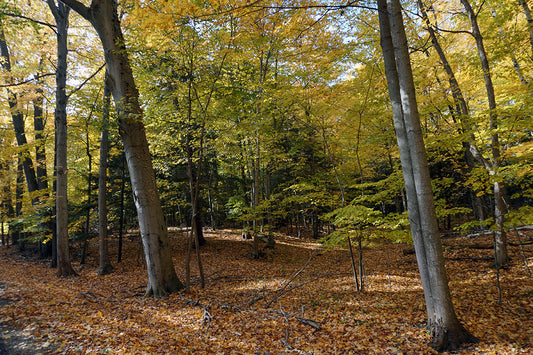 Free Golden Autumn Forest Floor Stock Photography