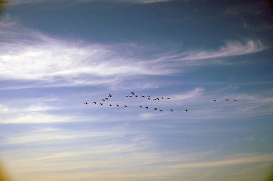 Free Birds Flying in V-Formation Stock Photography
