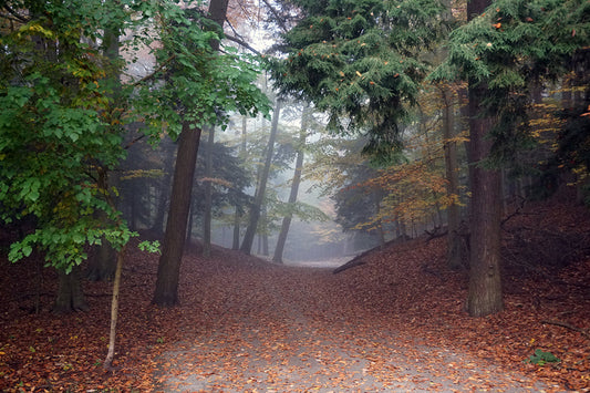 Free Foggy Path Through Autumn Forest Stock Photography