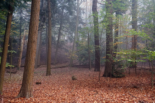 Free Foggy Forest With Fallen Leaves Stock Photography