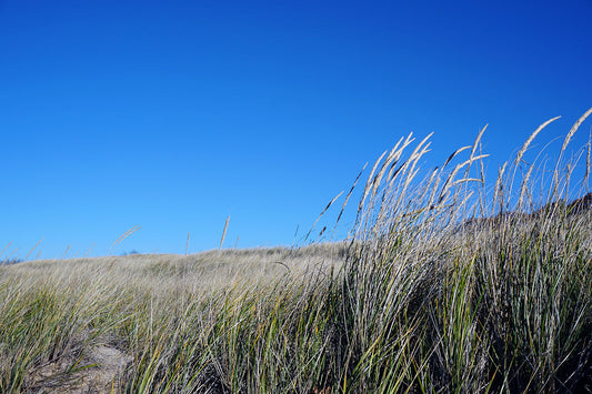 Free Golden Dune Grass Against Blue Sky Stock Photography