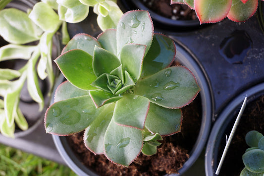 Free Succulent with Water Droplets Stock Photography
