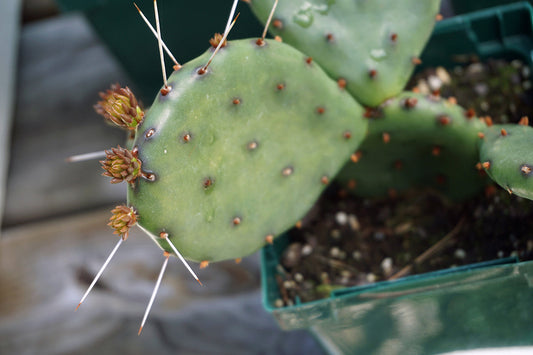Free Prickly Pear Cactus Buds Stock Photography