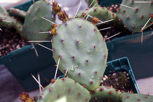 Free Spiny Cactus with Buds Stock Photography