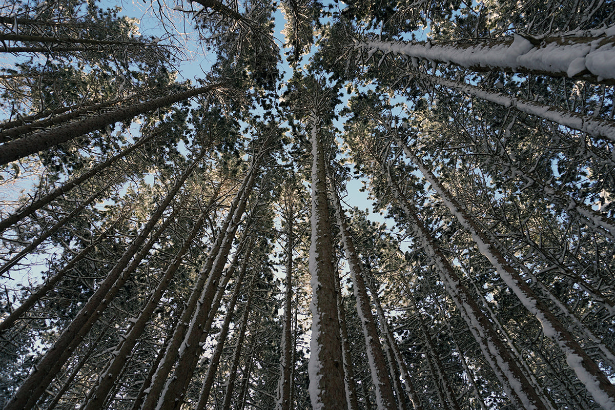 Free Looking Up Through Snowy Pines Stock Photography