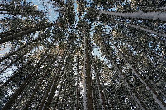 Free Looking Up Through Snowy Pines Stock Photography
