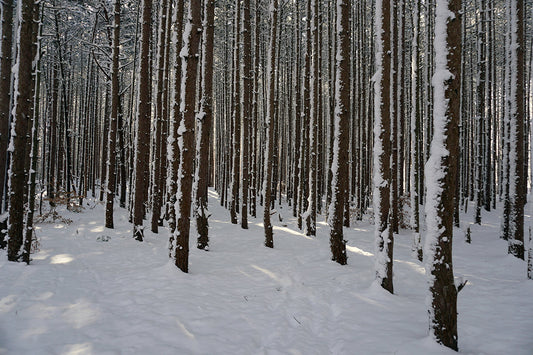 Free Snowy Pine Forest Floor Stock Photography
