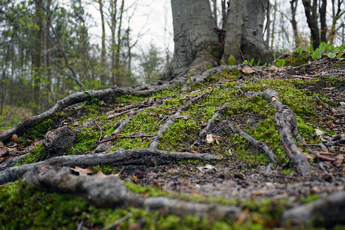 Free Low Angle View of Tree Roots and Moss Stock Photography