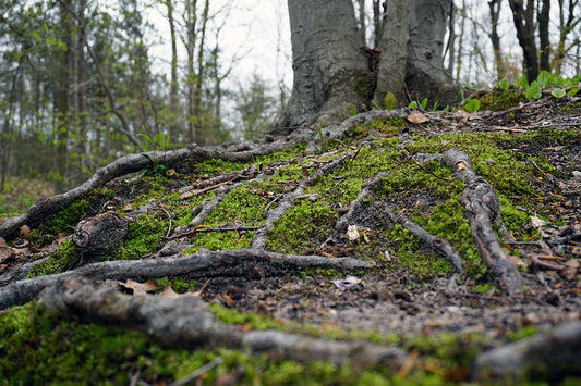 Free Low Angle View of Tree Roots and Moss Stock Photography