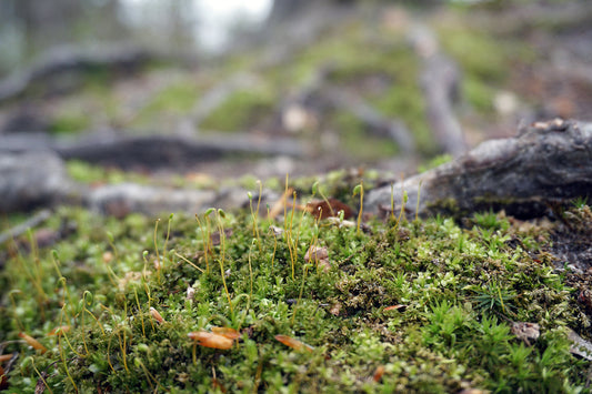 Free Close-Up of Moss Growing on Forest Floor Stock Photography
