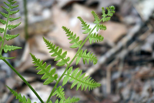 Free Fern Frond in Early Spring Stock Photography