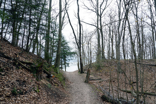 Free Trail Through Spring Forest to Lake Stock Photography
