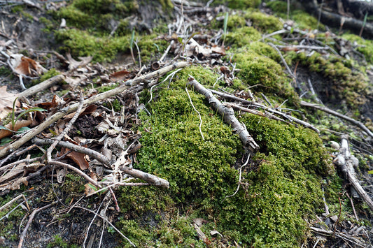 Free Forest Floor with Moss and Twigs Stock Photography