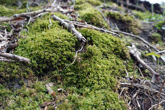 Free Mossy Hill with Broken Branches Stock Photography