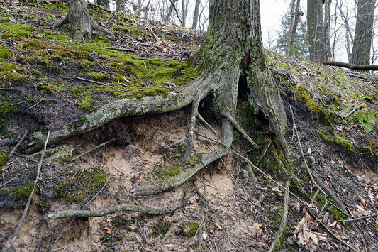 Free Tree Roots Clinging to Eroded Slope Stock Photography
