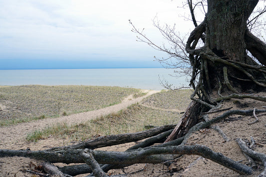 Free Twisted Tree Roots on Dune Cliff Stock Photography