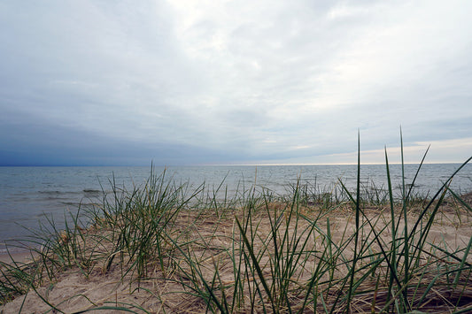 Free Dune Grass at Lakeshore Stock Photography