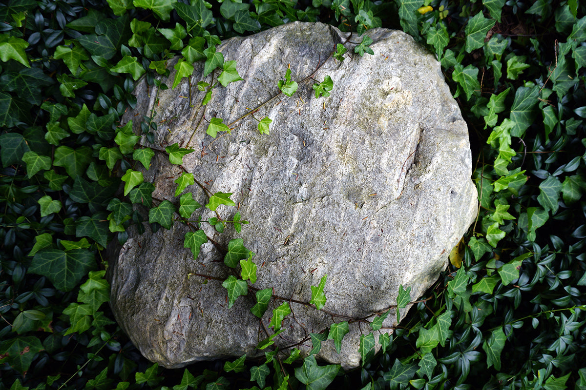 Free Rock Covered in Ivy Vines Stock Photography