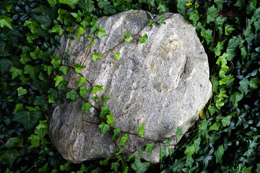 Free Rock Covered in Ivy Vines Stock Photography