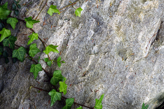 Free Close-Up of Ivy on Stone Stock Photography