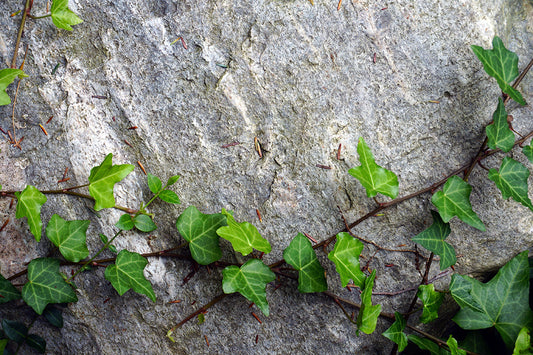 Free Horizontal Ivy Across Stone Stock Photography