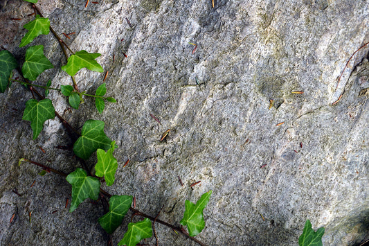 Free Trailing Ivy Over Stone Stock Photography