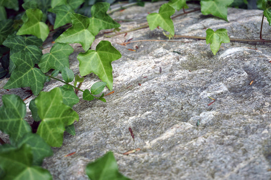 Free Ivy on Stone Surface Stock Photography